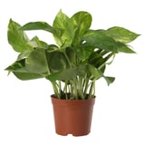 EPIPREMNUM Planta en maceta, teléfono, 15 cm