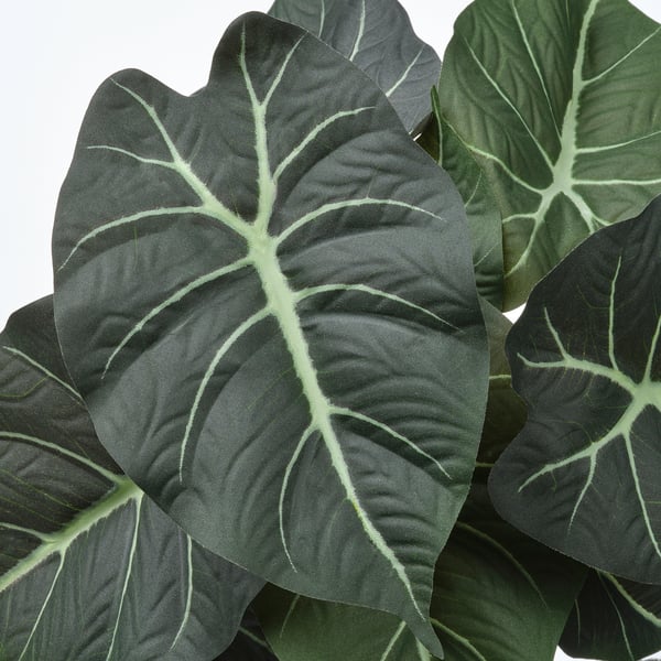FEJKA Planta artificial, int/ext Alocasia, 12 cm