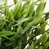 FEJKA Planta artificial, int/ext Bambú de interior, 9 cm