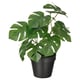Opción: FEJKA Planta artificial, int/ext monstera, 12 cm