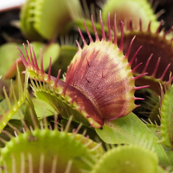 GRÖNSKAN Planta en maceta, planta carnívora, 7 cm