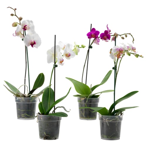 PHALAENOPSIS Planta en maceta, orquídea, 12 cm