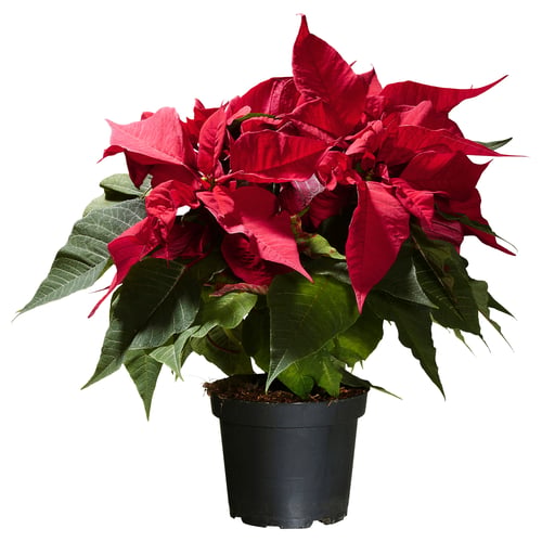 POINSETTIA Planta en maceta, euphorbia pulcherrima, 15 cm