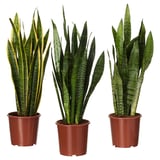 SANSEVIERIA TRIFASCIATA Planta en maceta, Sansevieria/especies varias, 20 cm