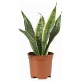 SANSEVIERIA TRIFASCIATA Planta en maceta, Sansevieria/especies varias, 20 cm