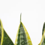 SANSEVIERIA TRIFASCIATA Planta en maceta, Sansevieria/especies varias, 20 cm