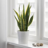 SANSEVIERIA TRIFASCIATA Planta en maceta, Sansevieria/especies varias, 20 cm