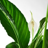 SPATHIPHYLLUM Planta en maceta, Cala "Cupido", 15 cm