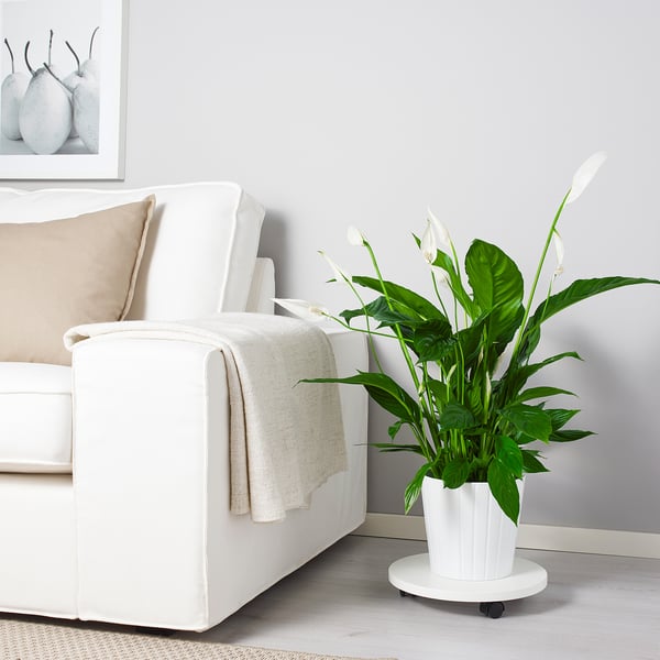 SPATHIPHYLLUM Planta en maceta, Cala "Cupido", 15 cm