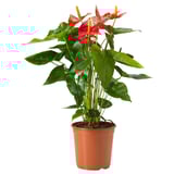 ANTHURIUM Potted plant, Flamingo plant assorted colours, 12 cm