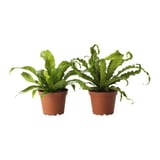 ASPLENIUM Potted plant, Bird's Nest Fern/assorted, 12 cm