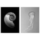 BILD Poster, nautilus shell and jellyfish, 50x70 cm