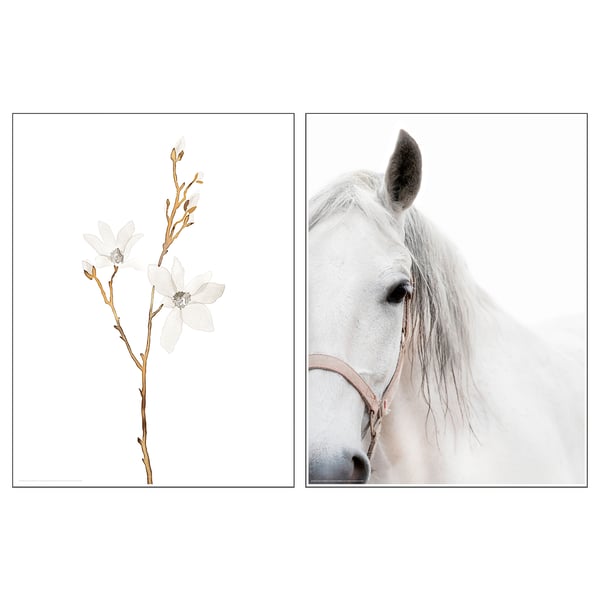 BILD Poster, white flowers and horse, 30x40 cm