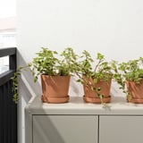 BRUNBÄR Plant pot with saucer, outdoor terracotta, 15 cm
