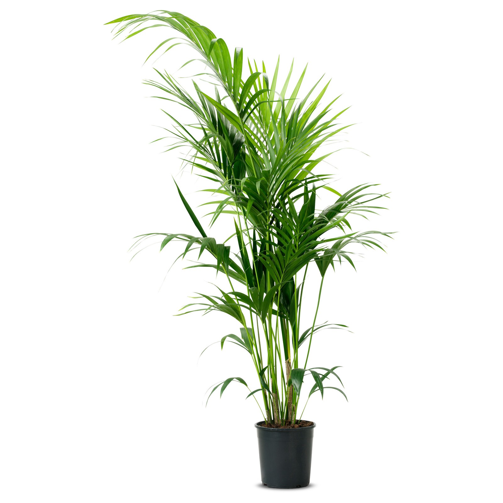 CHRYSALIDOCARPUS LUTESCENS Potted plant, Areca palm, 32 cm