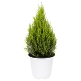 CUPRESSUS MACROCARPA Potted plant, cypress, 14 cm