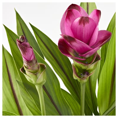 CURCUMA Potted plant, Siam tulip pink, 17 cm