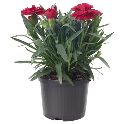 Potted plant with red flowers and green leaves.