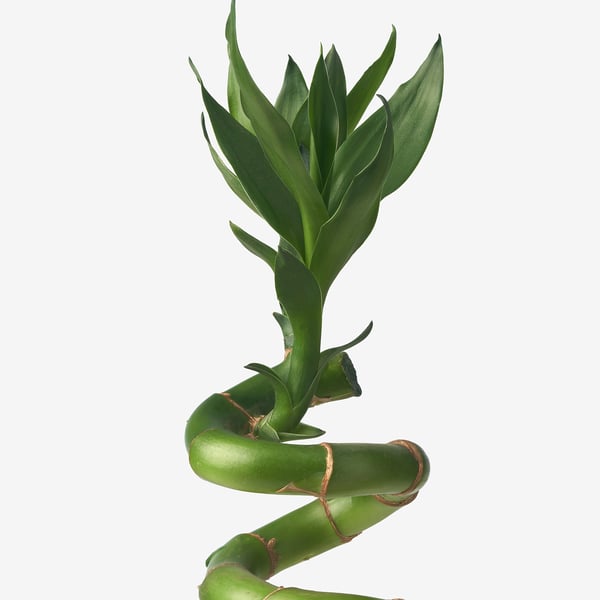 DRACAENA LUCKY BAMBOO Plant, Lucky bamboo/spiral, 45 cm