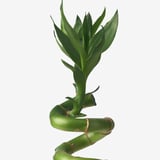 DRACAENA LUCKY BAMBOO Plant, Lucky bamboo/spiral, 45 cm