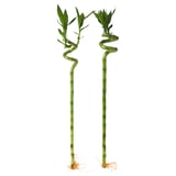DRACAENA LUCKY BAMBOO Plant, Lucky bamboo/spiral, 45 cm