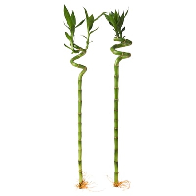 DRACAENA LUCKY BAMBOO Plant, Lucky bamboo/spiral, 45 cm