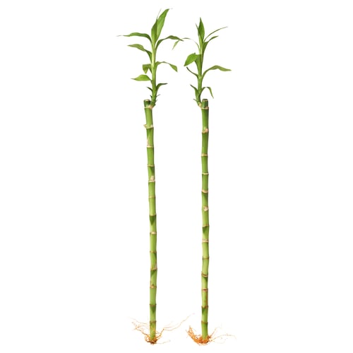 DRACAENA LUCKY BAMBOO Plant, Lucky bamboo, 45 cm