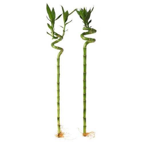 DRACAENA LUCKY BAMBOO Plant, spiral, 60 cm