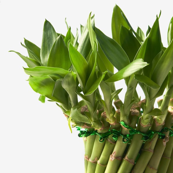 DRACAENA LUCKY BAMBOO Potted plant, 14 cm