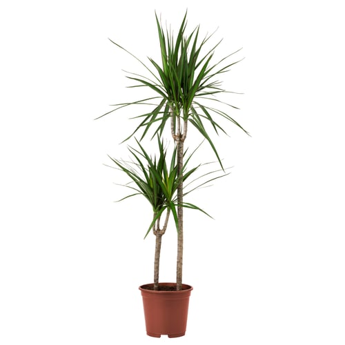 Red-potted dracaena with tall trunk and green leaves.