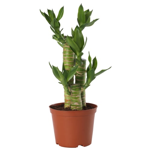 Orange-potted DRACAENA with twisted green stems and broad leaves.