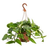 EPIPREMNUM Hanging plant, Golden Pothos, 21 cm