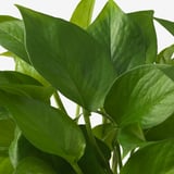 EPIPREMNUM Hanging plant, Golden Pothos, 21 cm