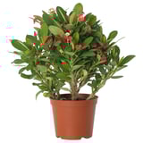 EUPHORBIA MILII Potted plant, Crown of thorns, 12 cm