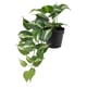 FEJKA Artificial potted plant, in/outdoor Golden Pothos, 12 cm