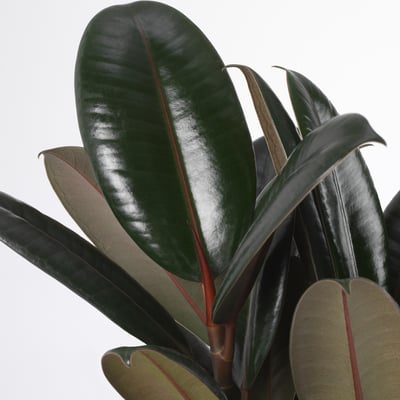 FICUS ELASTICA Potted plant, 27 cm
