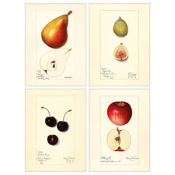 PJÄTTERYD Picture, Vintage drawings, 28x38 cm