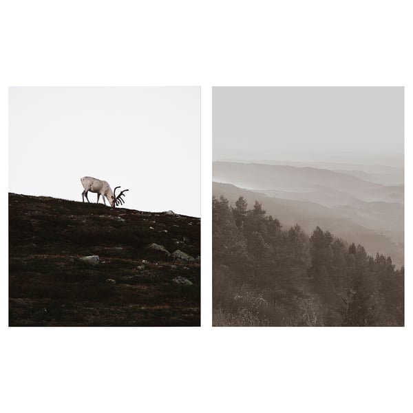 PJÄTTERYD Picture, wandering reindeer, 40x50 cm