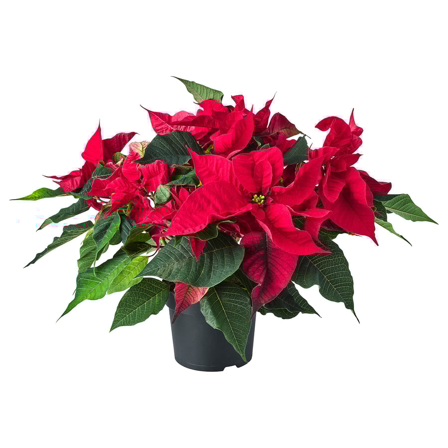 POINSETTIA Potted plant, 15 cm IKEA
