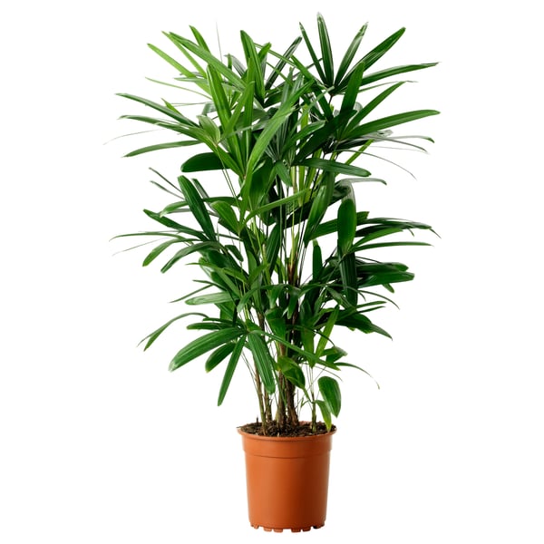 RHAPIS EXCELSA Potted plant, Bamboo palm, 27 cm