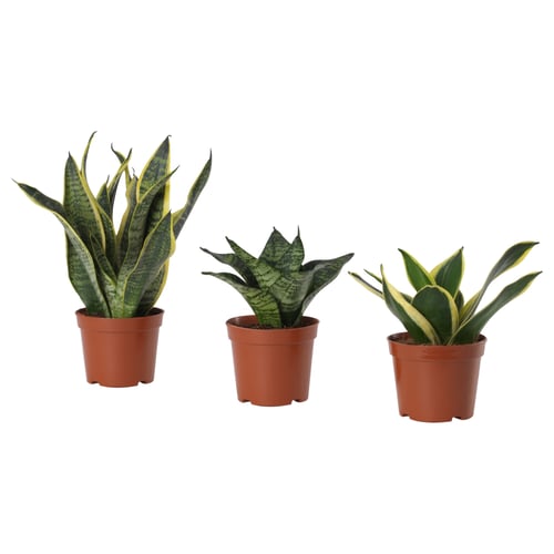 Three potted sansevieria plants with green leaves, in brown plastic pots, arranged in a row.