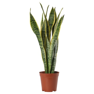 SANSEVIERIA TRIFASCIATA Potted plant, Mother-in-law's tongue, 15 cm