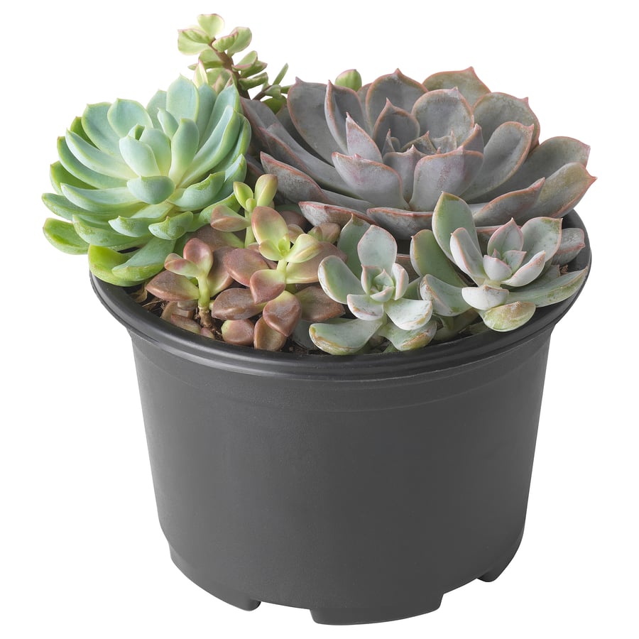SUCCULENT potted plant, arrangement/Succulent assorted, 12 cm IKEA