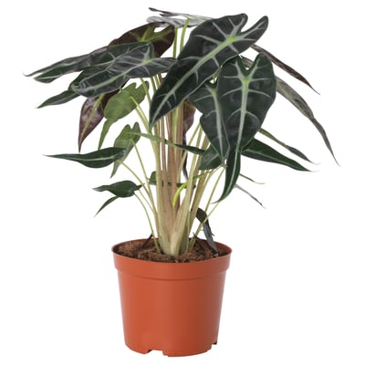 ALOCASIA AMAZONICA Tumbuhan berpasu, Alocasia, 10.5 cm