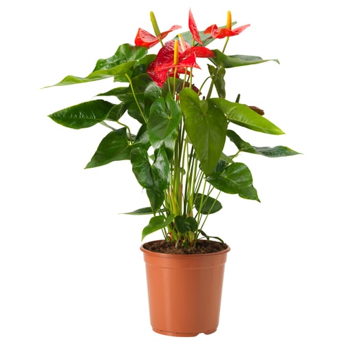 ANTHURIUM Tumbuhan berpasu, pokok Flamingo pelbagai warna, 12 cm