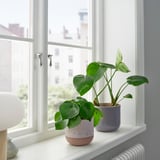 BUSKKAPRIFOL Pasu, dalam/luar/kuning air, 12 cm