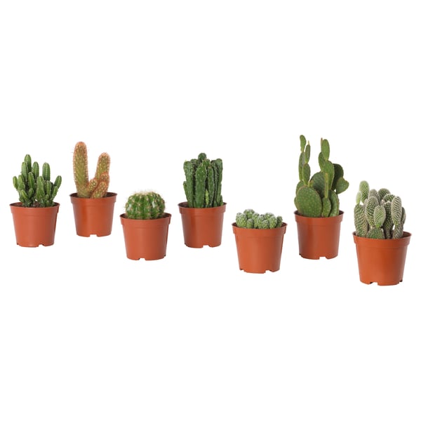 CACTACEAE Tumbuhan berpasu, kaktus/pelbagai, 9 cm