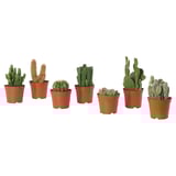 CACTACEAE Tumbuhan berpasu, kaktus/pelbagai, 9 cm