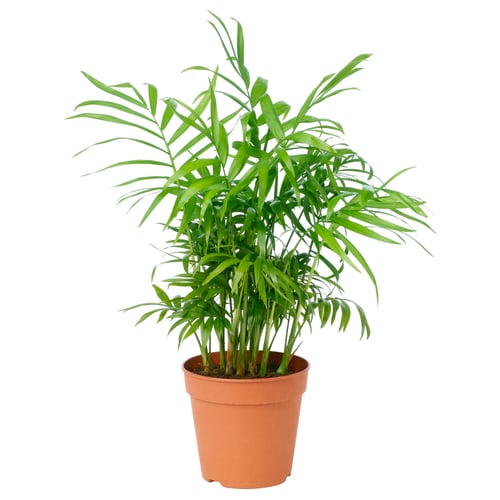 CHAMAEDOREA ELEGANS Tumbuhan berpasu, Chamaedorea Elegans, 9 cm