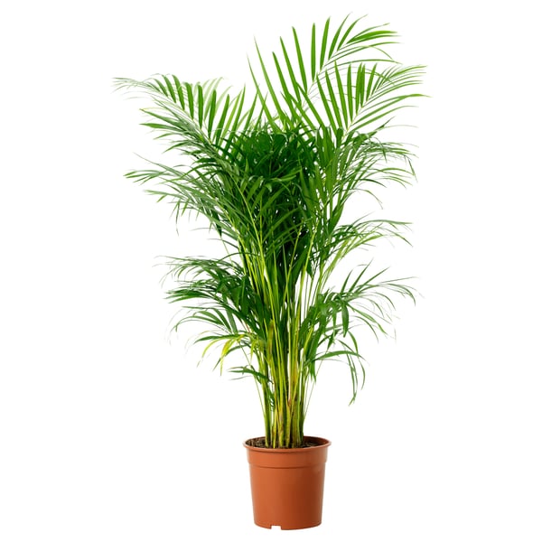 CHRYSALIDOCARPUS LUTESCENS Tumbuhan berpasu, Palma Areca, 24 cm